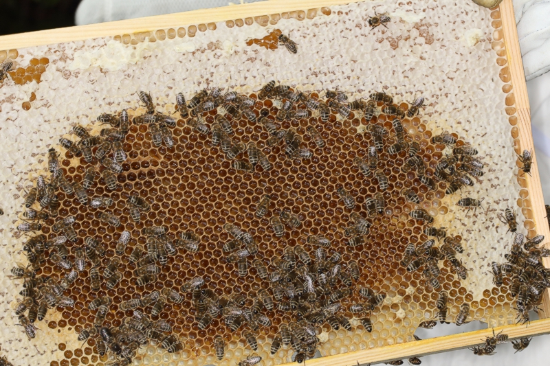 Honigvorr�te im ehemaligen Brutnest